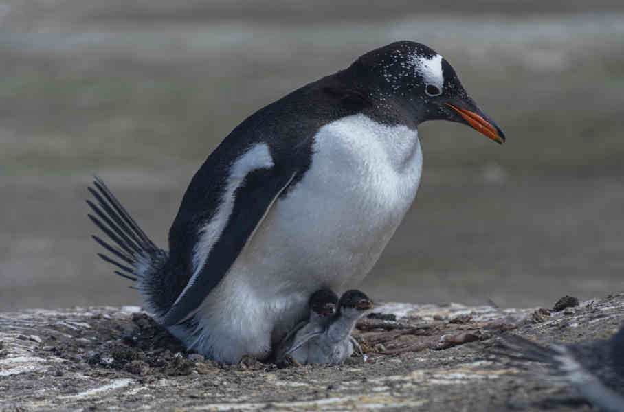 Pingüino Papua o Gentoo - islas Falkland o Malvinas 12.jpg